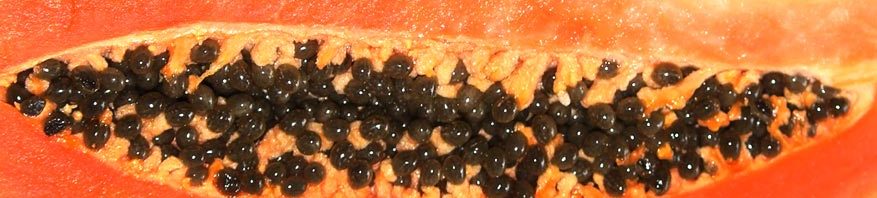 Sok z papai (Fermentgold) w diecie dr Budwig – wytyczne